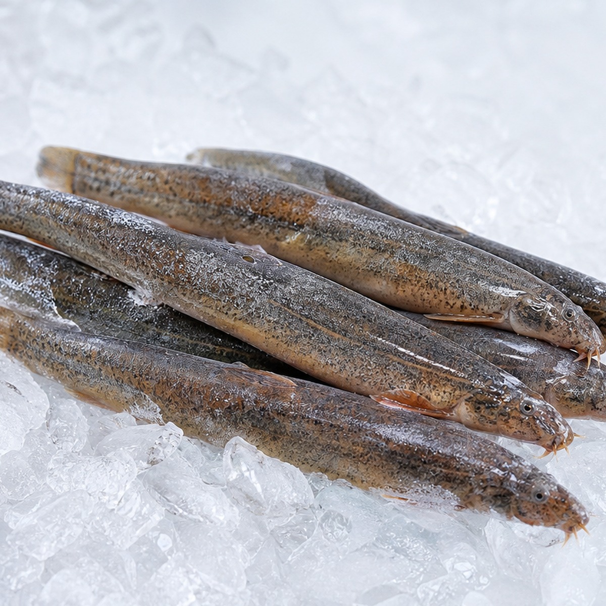 frozen loach product card for wholesale frozen freshwater seafood