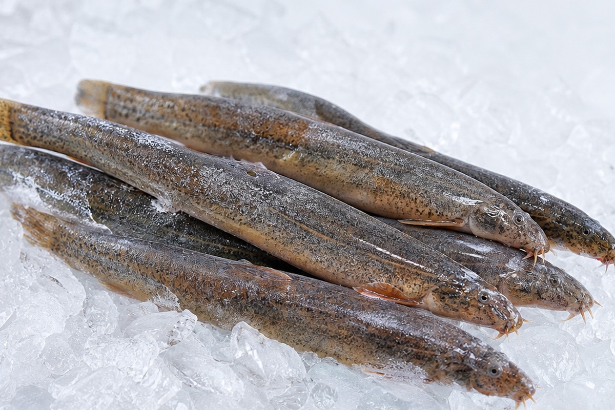 frozen loach frost texture for cold chain specification page