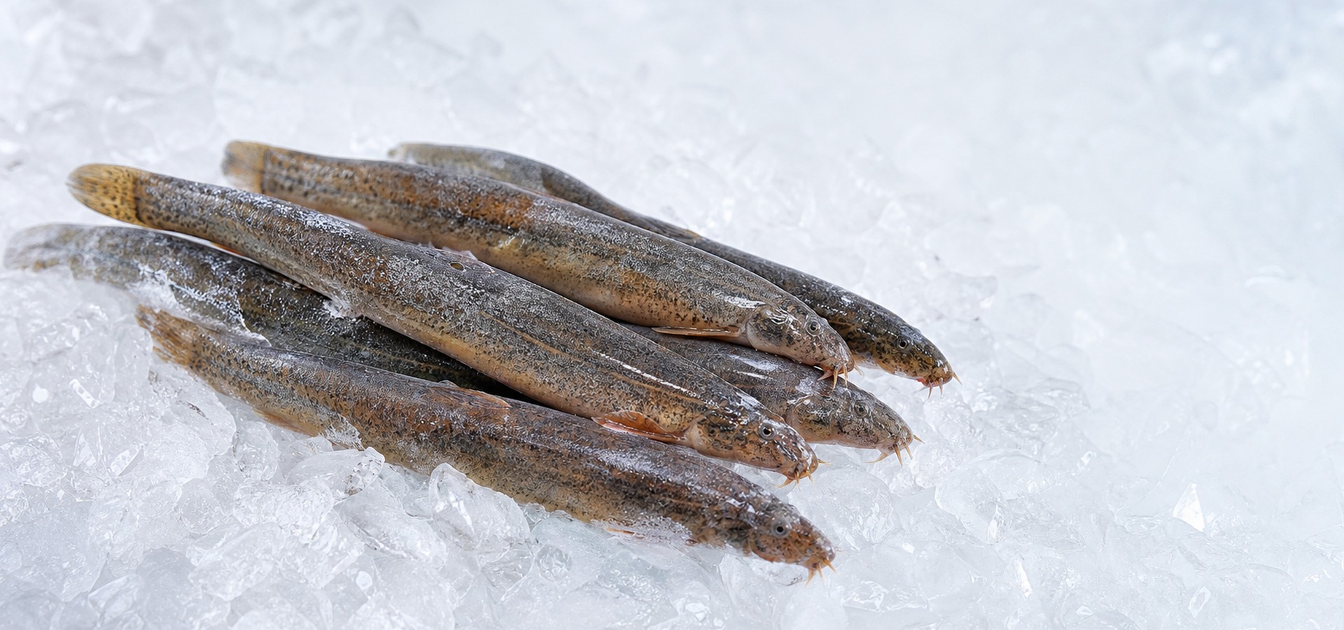 frozen loach supplier hero image with cold chain seafood presentation