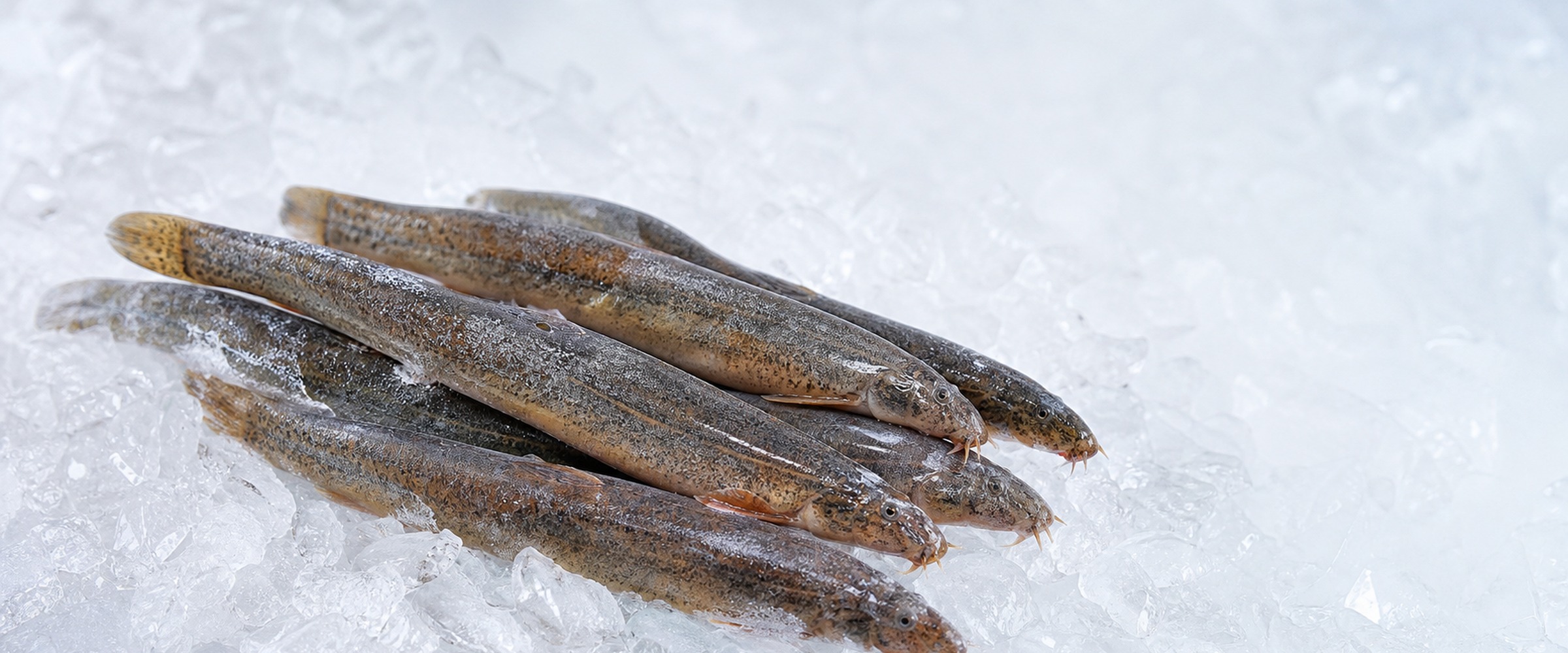 frozen loach wholesale banner for Asian grocery and restaurant supply