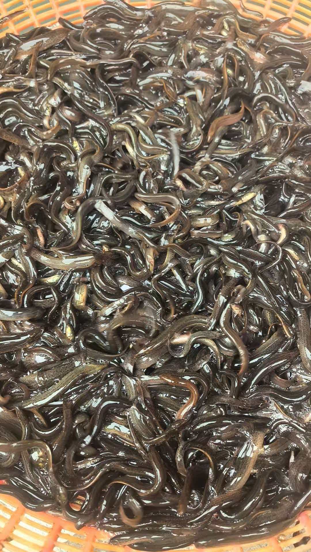 real frozen loach raw material before freezing for product confirmation