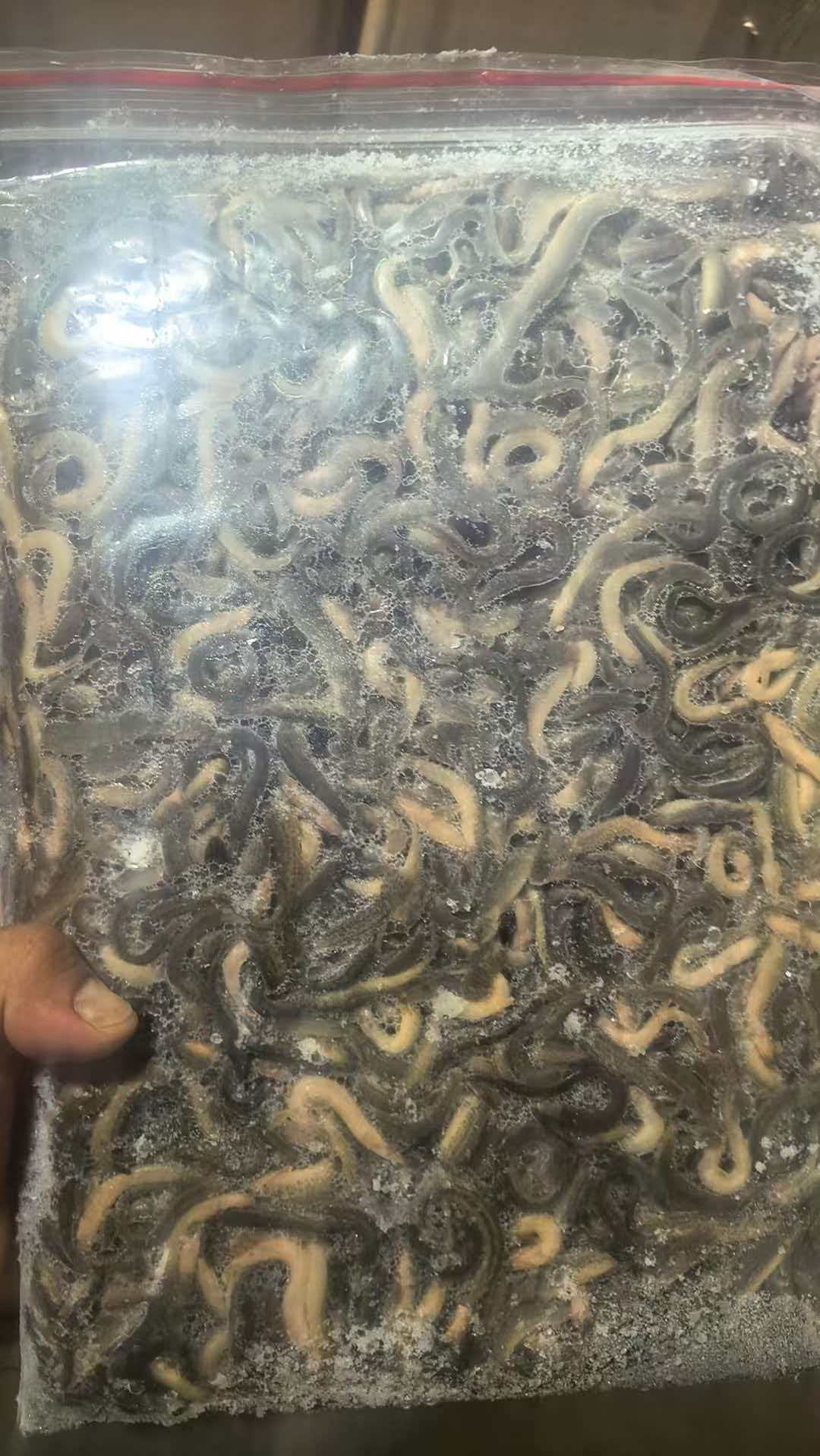 handheld bag of frozen loach showing ice crystals and packing detail